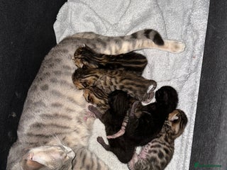 Bengal cats Beautiful bengals - Advert 1