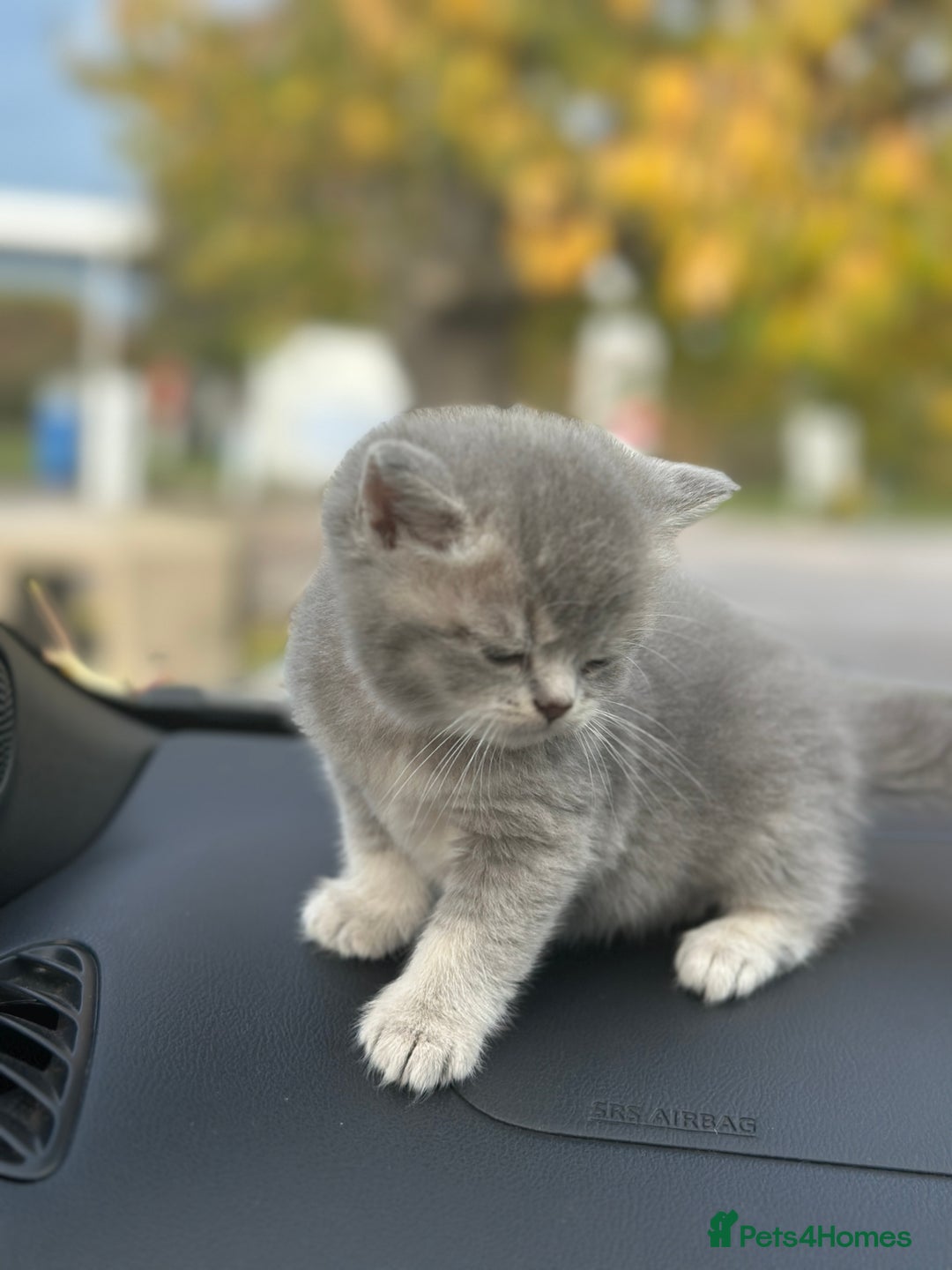 British Shorthair cats for sale: British Shorthair kittens  - Image 6