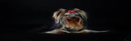 Yorkshire Terrier dogs for sale: Yorkshire Terrier 🐶 🐶 🐶 🐶 🐶  - Advert 10
