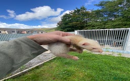 Ferret rodents for sale: Ferrets for sale - Image 3