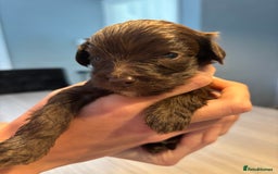 Cockapoo dogs for sale: Cockapoo - Image 11
