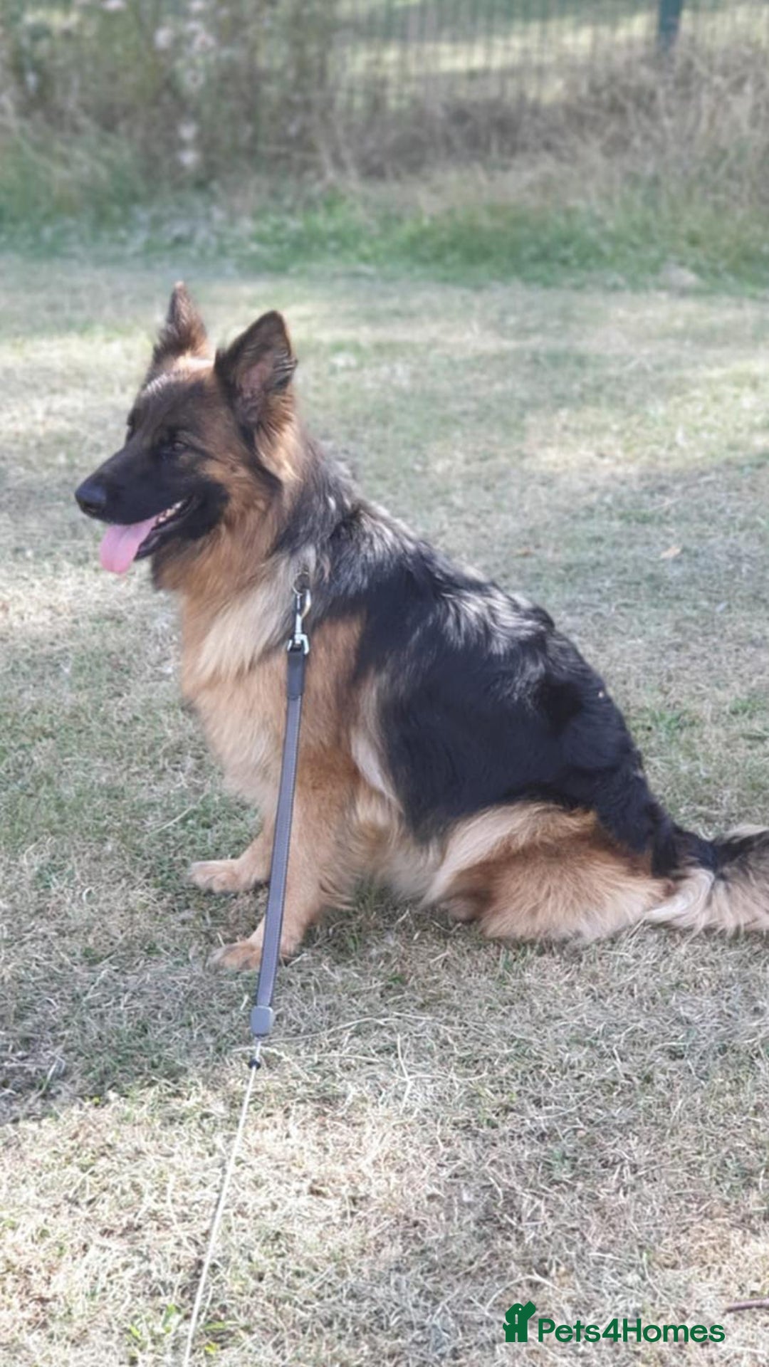 German Shepherd dogs for sale: German shepherd Bitch KC registered  - Advert 3