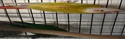Conures birds for sale: Conures - Advert 2