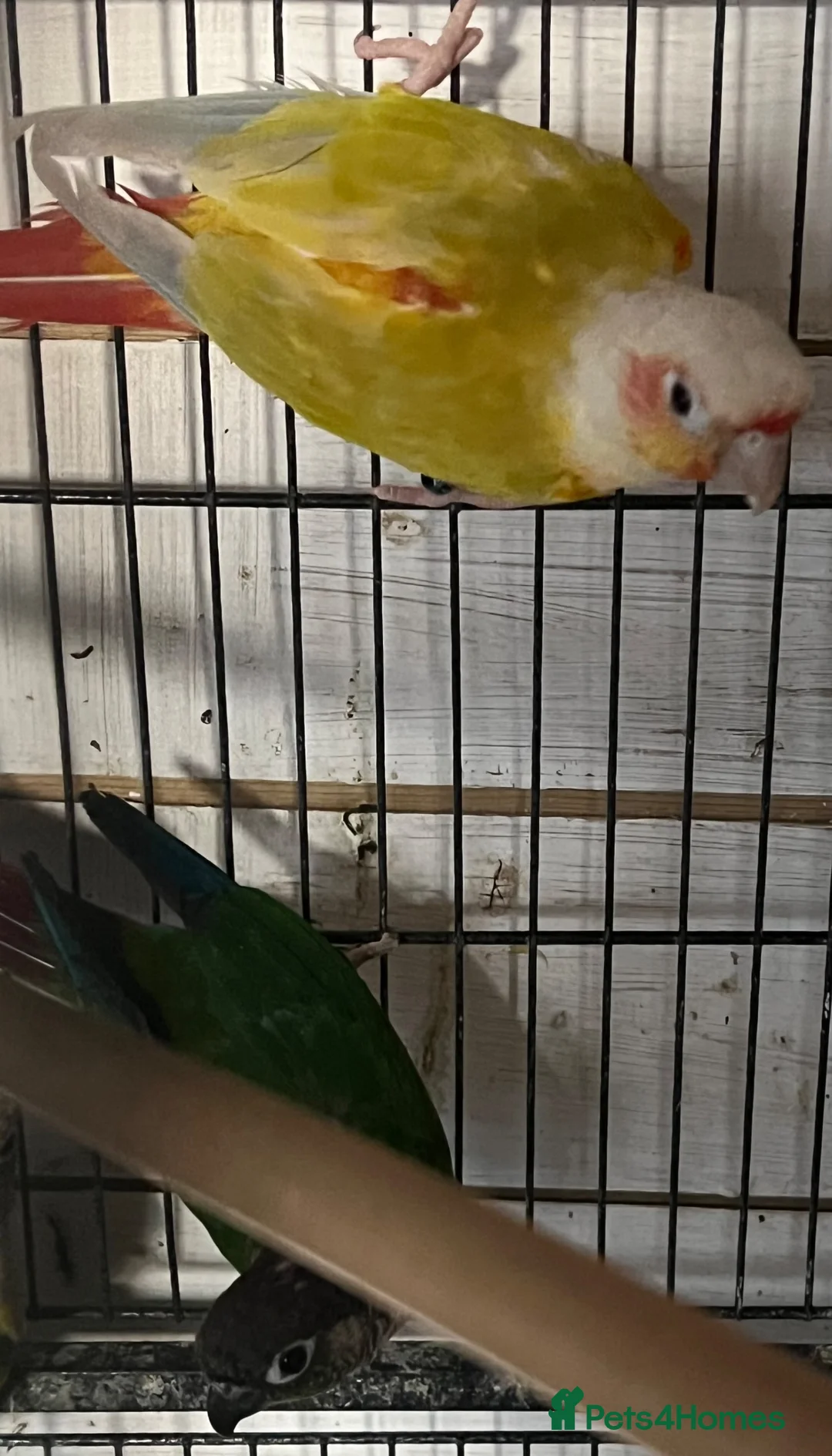 Conures birds for sale: Conures - Advert 2
