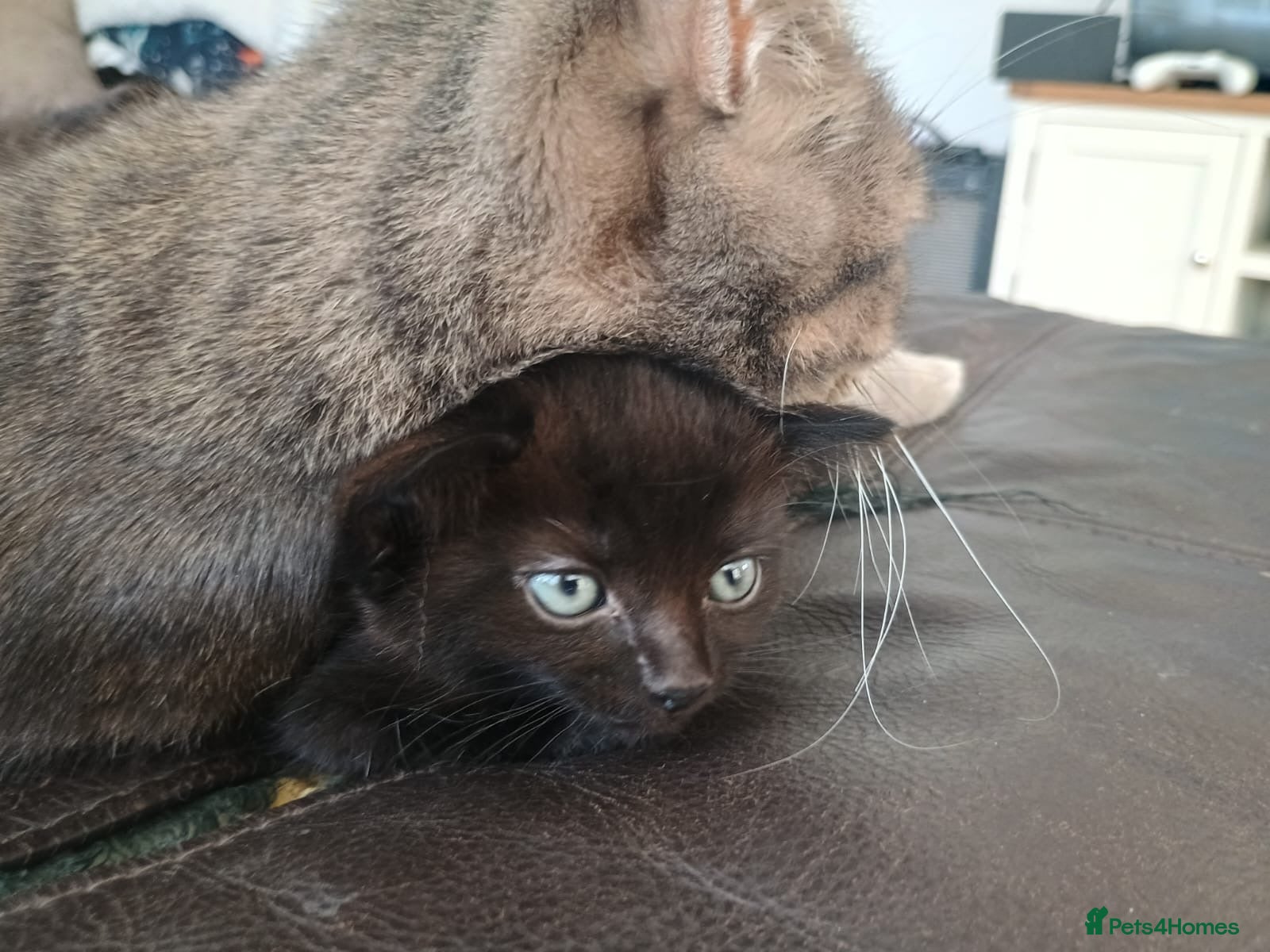 Mixed Breed cats for sale: 2 lovely female black kittens - Advert 4