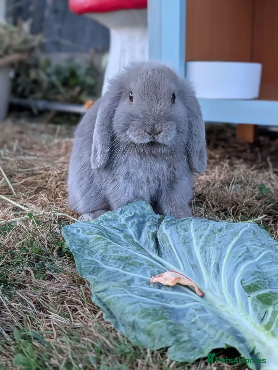 Mini Lop rabbits for sale: Kevin the baby bun! - Advert 3