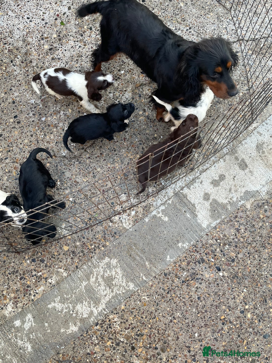 Cocker Spaniel dogs for sale: Cocker spaniel puppies🤩 - Image 13