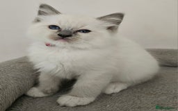 Ragdoll cats for sale: STUNNING GCCF CHAMPION SIRED KITTENS  - Image 1