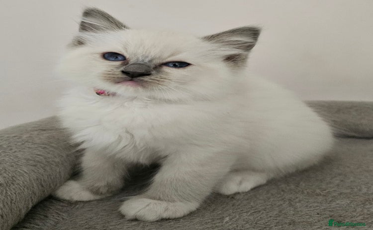 Ragdoll cats - Advert 2