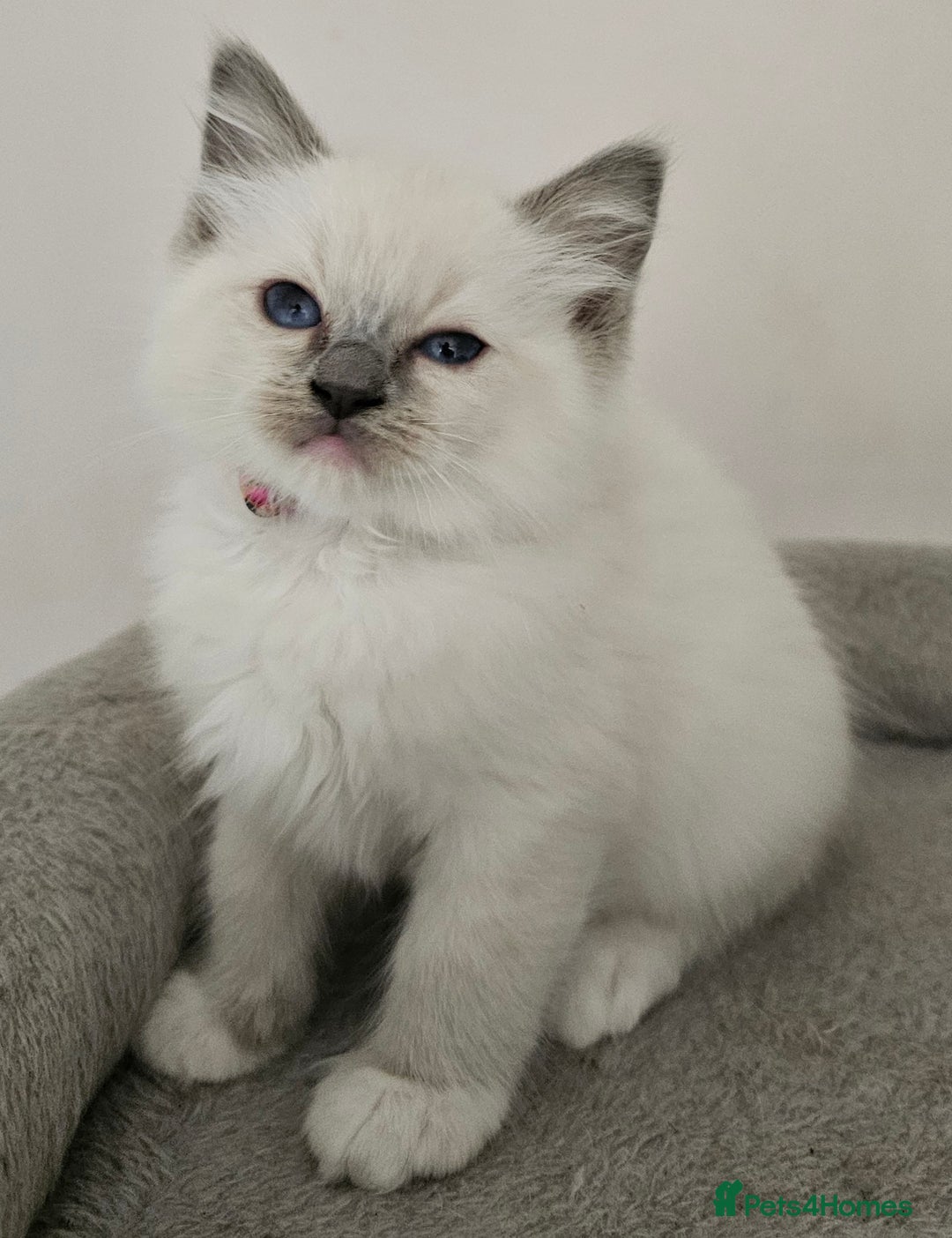 Ragdoll cats for sale: STUNNING GCCF CHAMPION SIRED KITTENS  - Image 1