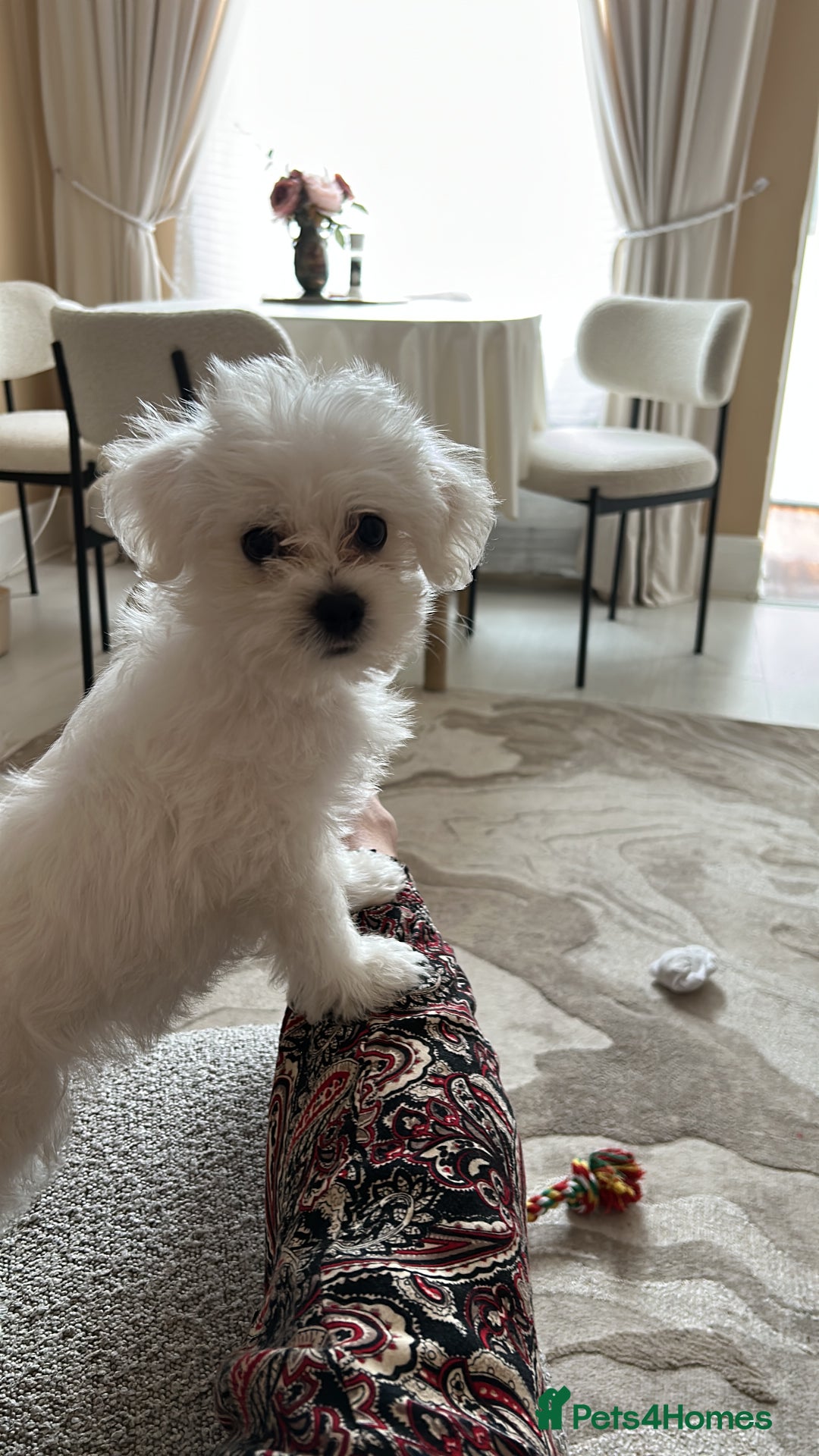 Morkie dogs for sale: Beautiful little boy Arlo - Image 6