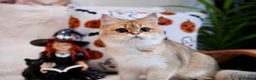 British Shorthair cats for sale: BSH 7 month kitten for sale - Advert 4