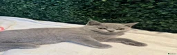 British Shorthair cats for sale: 💐British Shorthair Kittens (Blue)💐 - Advert 24