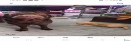 Labrador Retriever dogs for sale: Labrador retrivers  puppies for sale - Advert 3