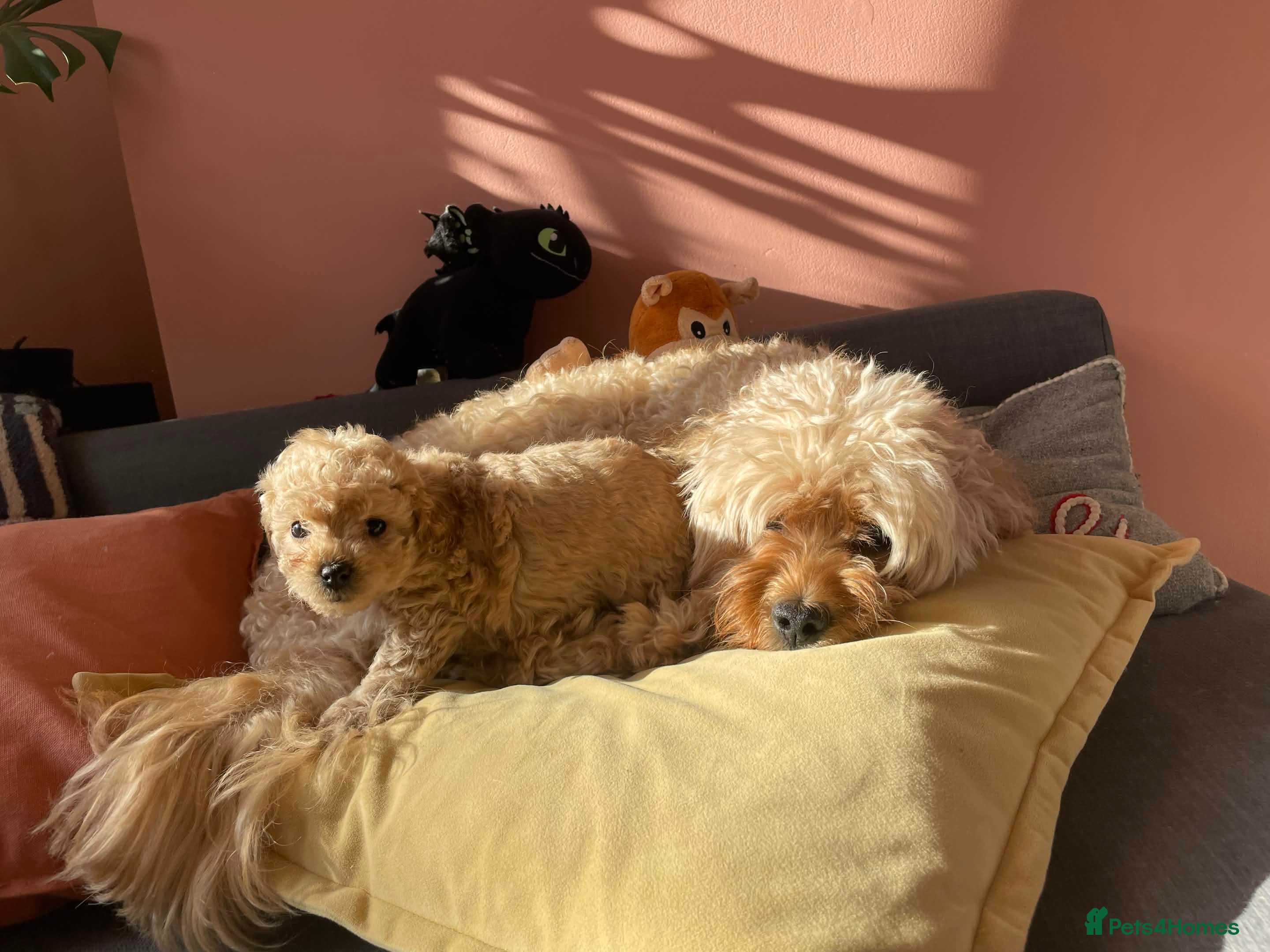 Cavapoochon dogs Gorgeous Toy Cavapoochon puppies  - Advert 1