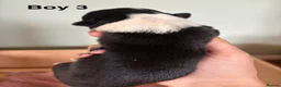 Border Collie dogs for sale: Border Collie puppies  - Advert 11