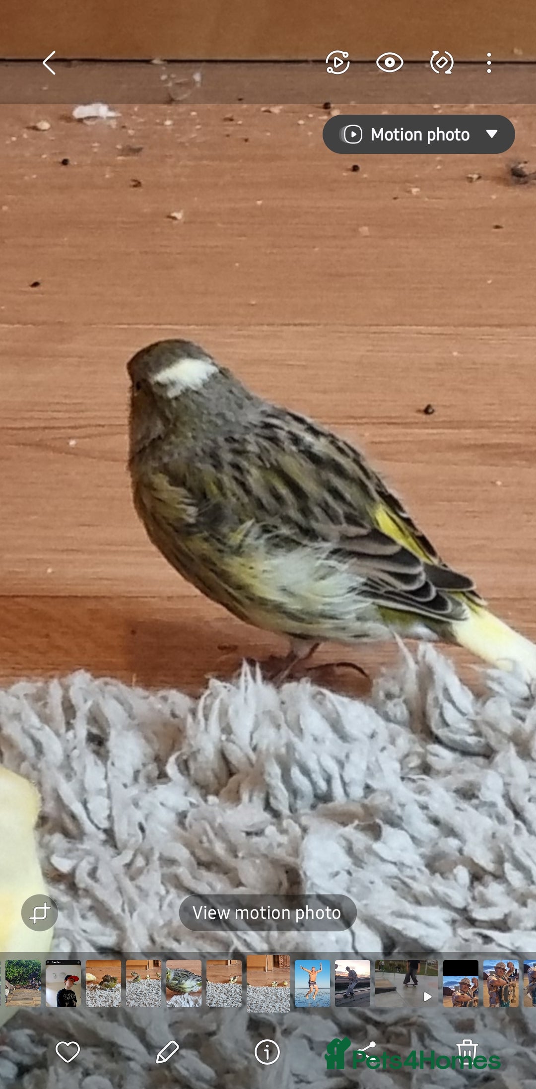 Canaries birds for sale: Two Canary Birds for sale, £20 each - Image 22