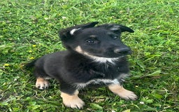 German Shepherd dogs for sale: 2 German Shepherd Bitches Ready Now - Image 19