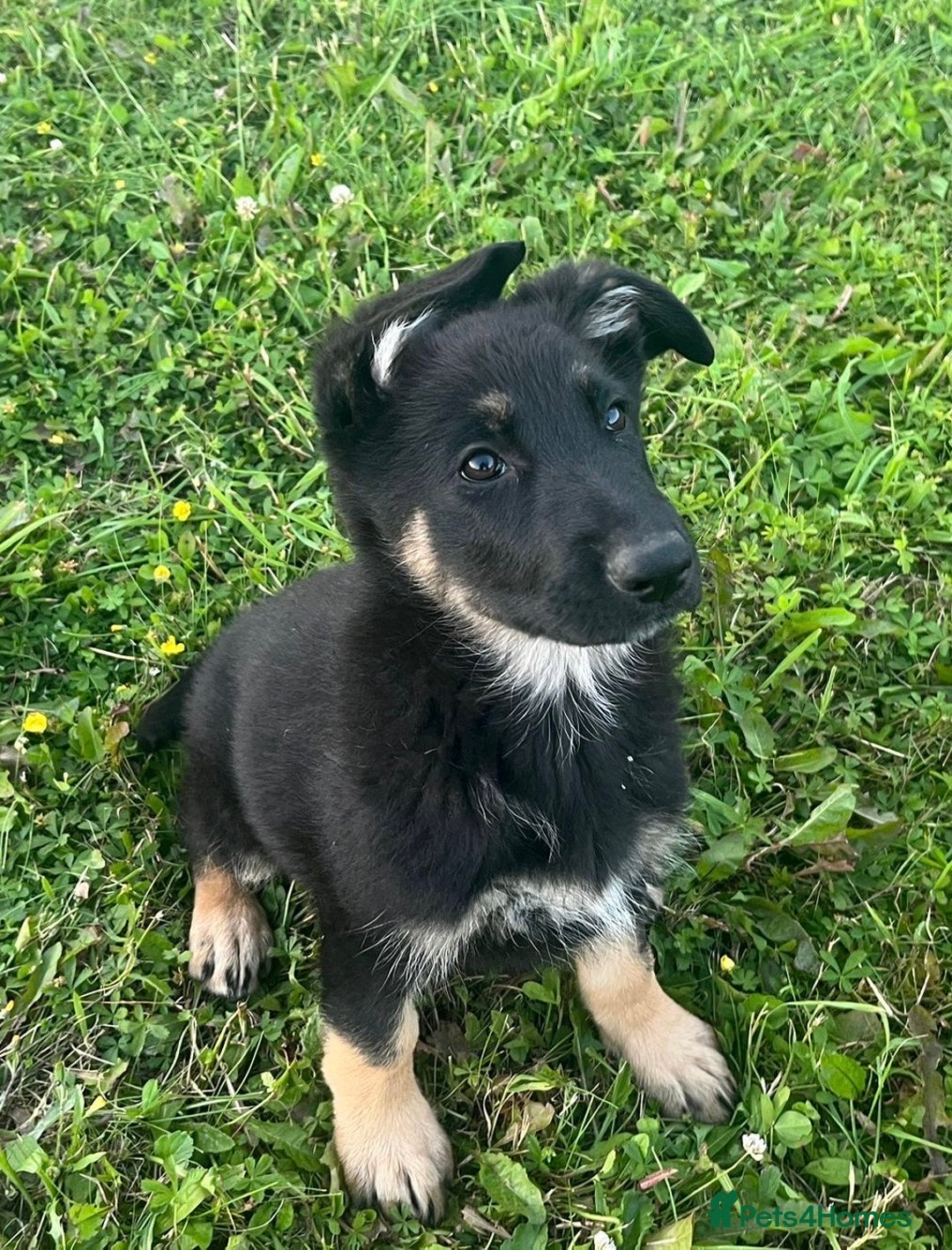 German Shepherd dogs for sale: 2 German Shepherd Bitches Ready Now - Image 19