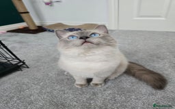 Ragdoll cats for sale: Blue point ragdoll female for sale 🩷 - Image 2