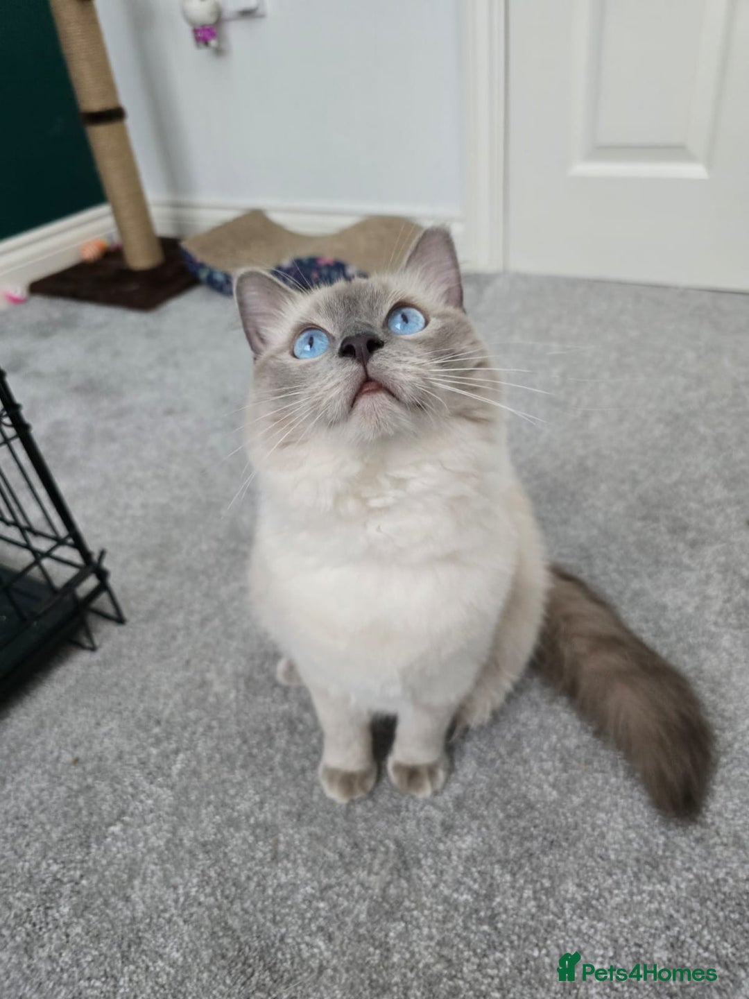 Ragdoll cats for sale: Blue point ragdoll female for sale 🩷 - Image 2