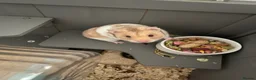Hamster rodents for sale: George the hamster  - Advert 2