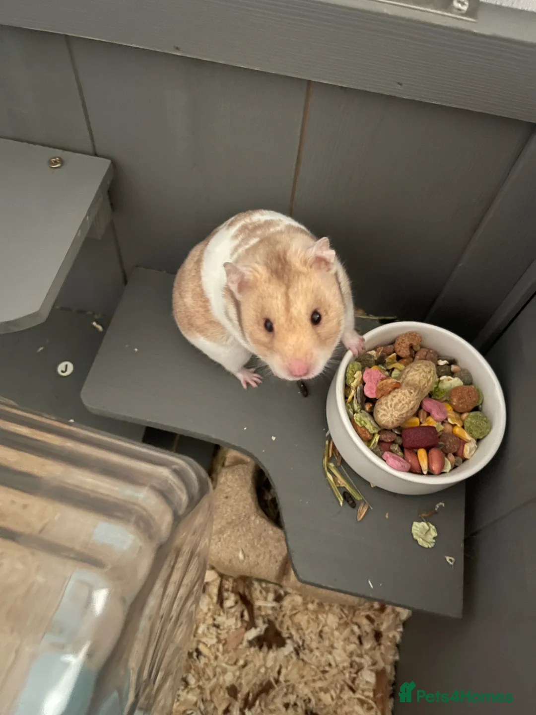 Hamster rodents for sale: George the hamster  - Advert 2