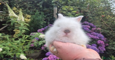 Angora rabbits - Advert 2