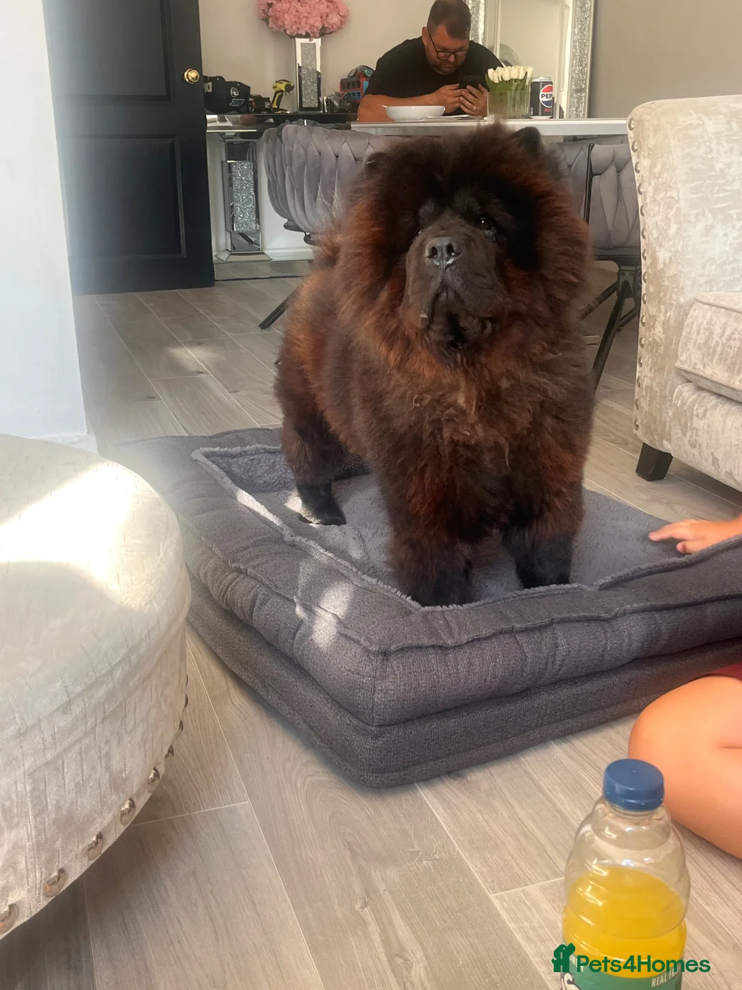 Chow Chow dogs for sale: bear 3 year old male chow chow  in Dagenham - Advert 1