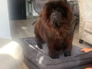 Chow Chow dogs bear 3 year old male chow chow - Advert 9