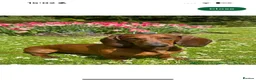 Dachshund dogs for sale: Beautiful KC reg, standard dachshund puppies  - Advert 14