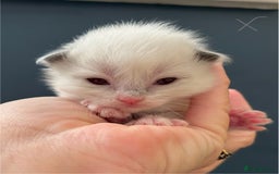 Ragdoll cats for sale: Stunning Rainbow of Ragdoll Kittens - Image 17