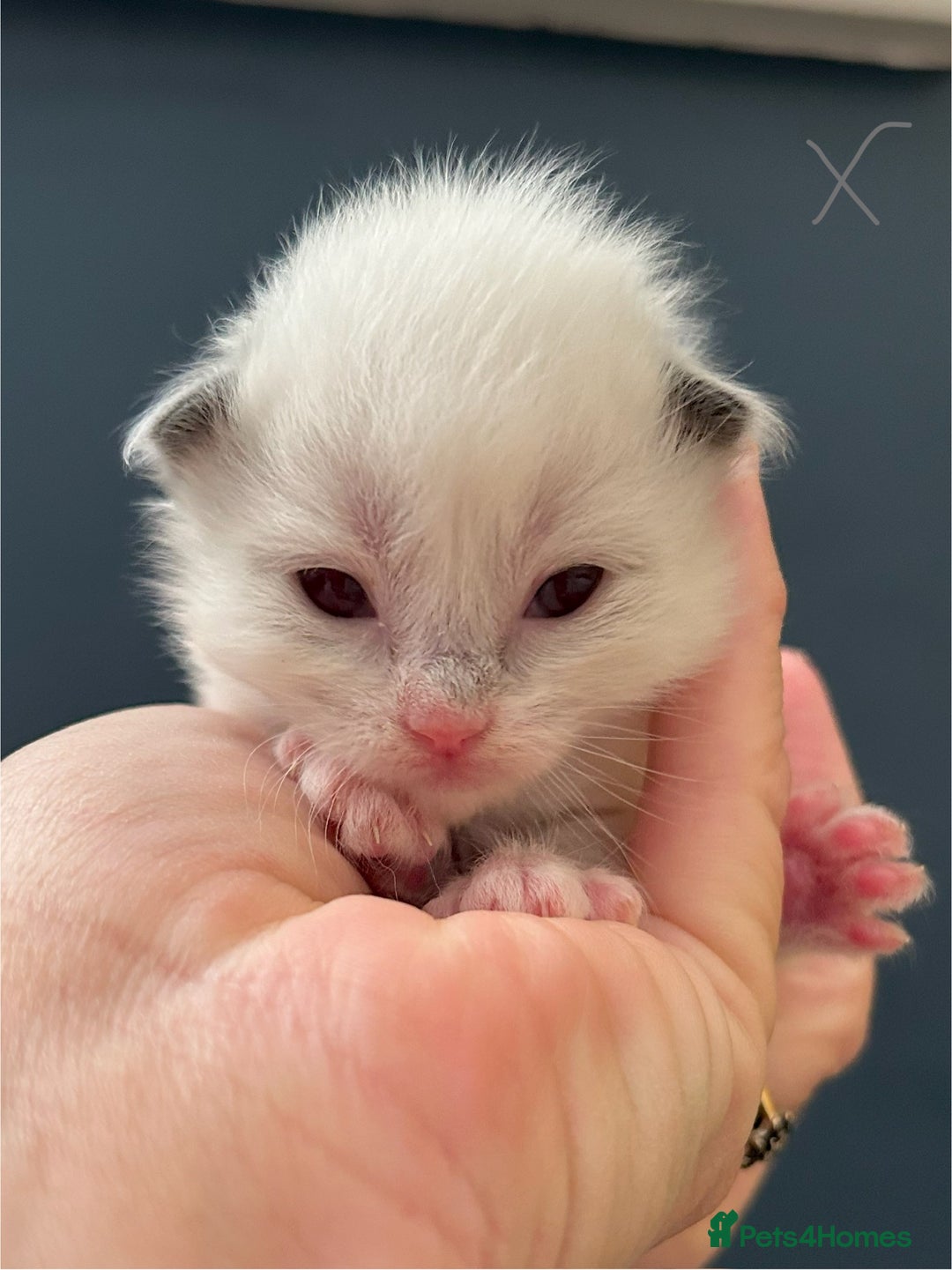 Ragdoll cats for sale: Stunning Rainbow of Ragdoll Kittens - Image 17