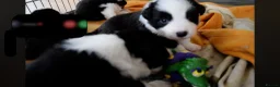 Border Collie dogs for sale: ISDS registered pups from amazing lines - Advert 16