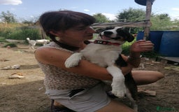 Mixed Breed dogs for adoption: 💖🐶 SESI 🐶💖 - Image 14