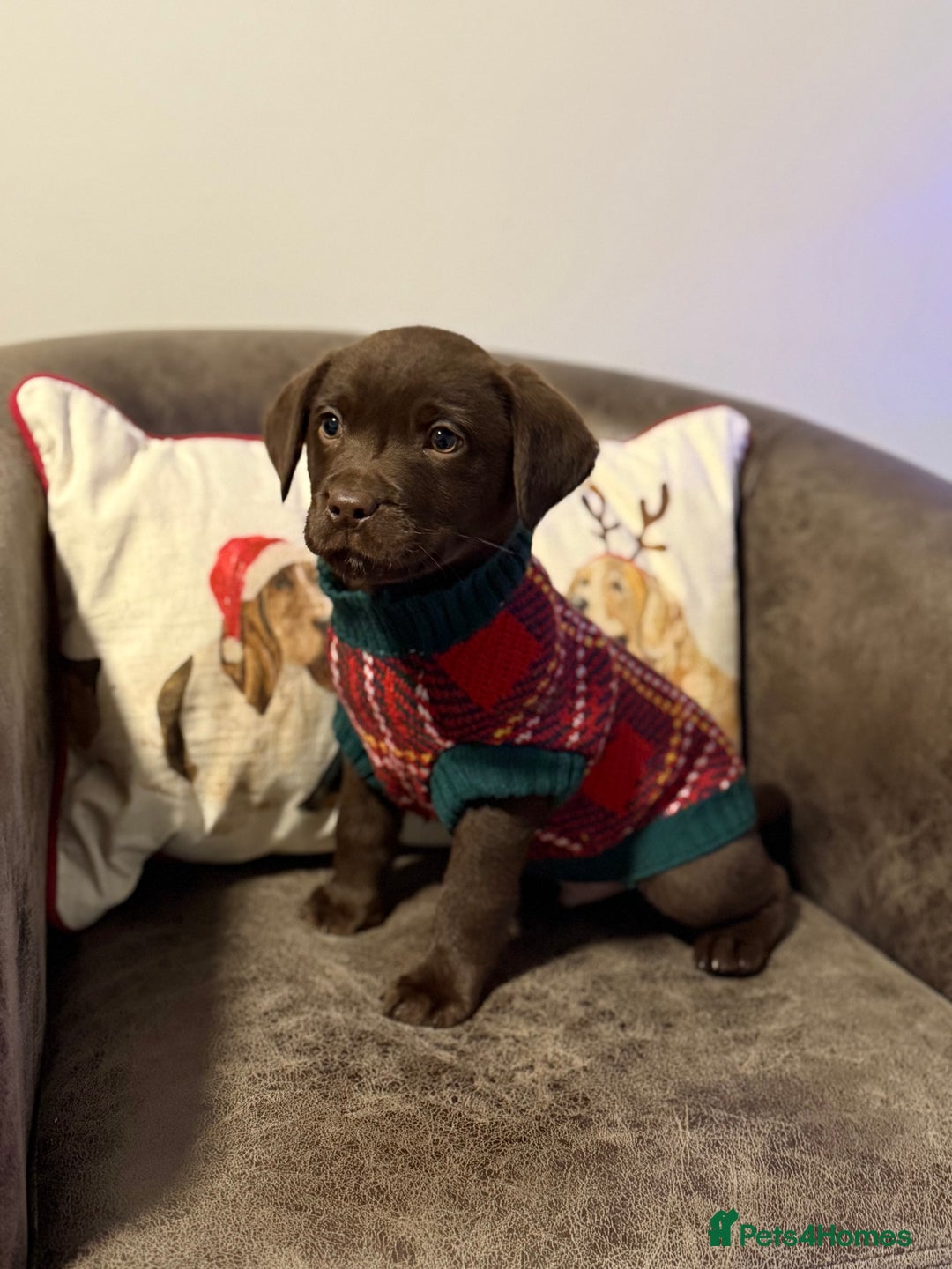 Labrador Retriever dogs for sale: KC registered chocolate Labrador  - Advert 2