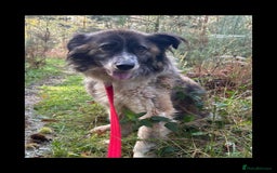 Mixed Breed dogs for adoption: Hilda - Norwich Norfolk  - Image 39