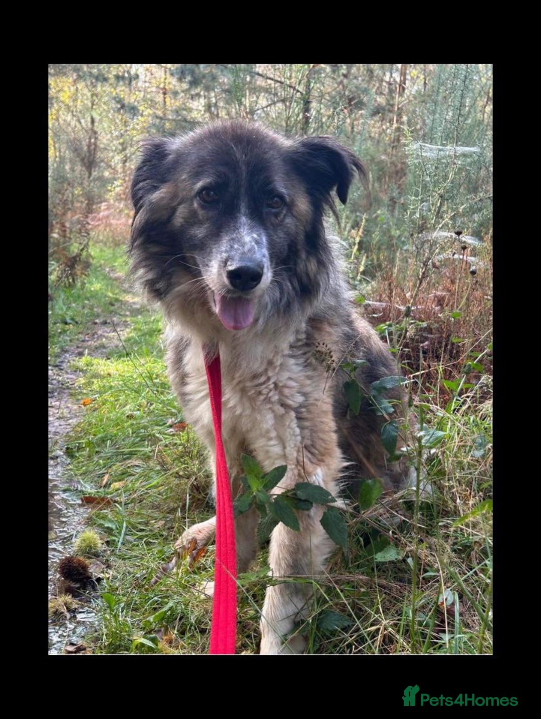 Mixed Breed dogs for adoption: Hilda - Norwich Norfolk  - Image 39
