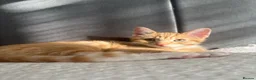 Mixed Breed cats for sale: Male Ginger Kitten - Advert 3