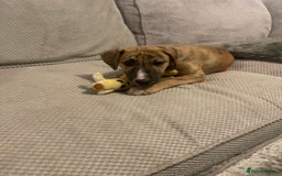 Mixed Breed dogs for sale: Bedlington whippet greyhound  - Image 7