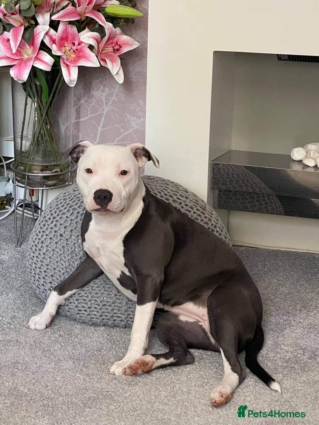 Staffordshire Bull Terrier dogs for sale: My gorgeous staffy girl - Image 1