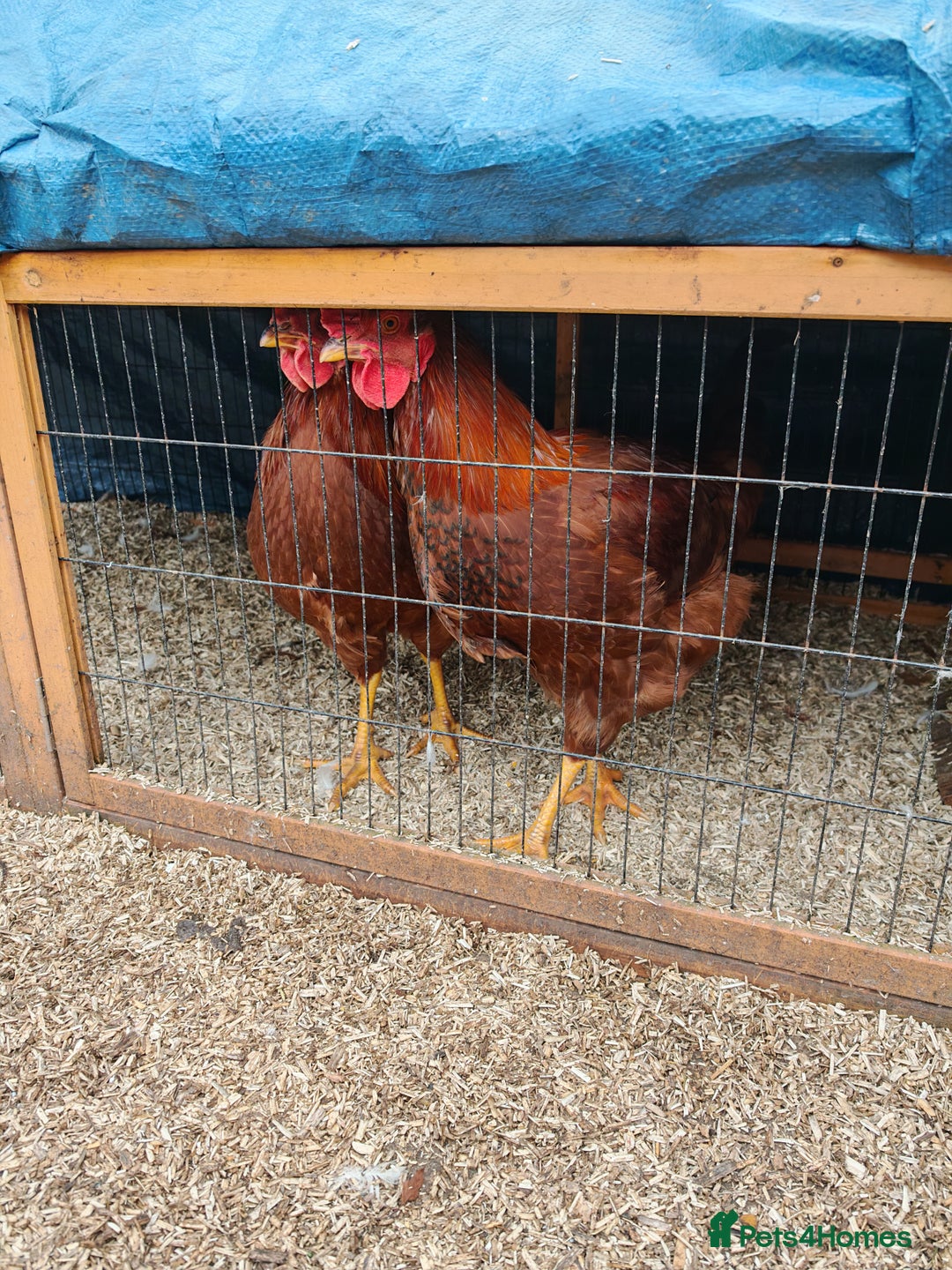 Chickens poultry for sale: 2 x Cockerels Looking For A Good Home - Advert 3