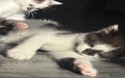 Mixed Breed cats for sale: 3 beautiful stunning and gorgeous kittens for you - Image 3