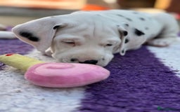 Dalmatian dogs for sale: Tamilanda Dalmatian's - Image 6