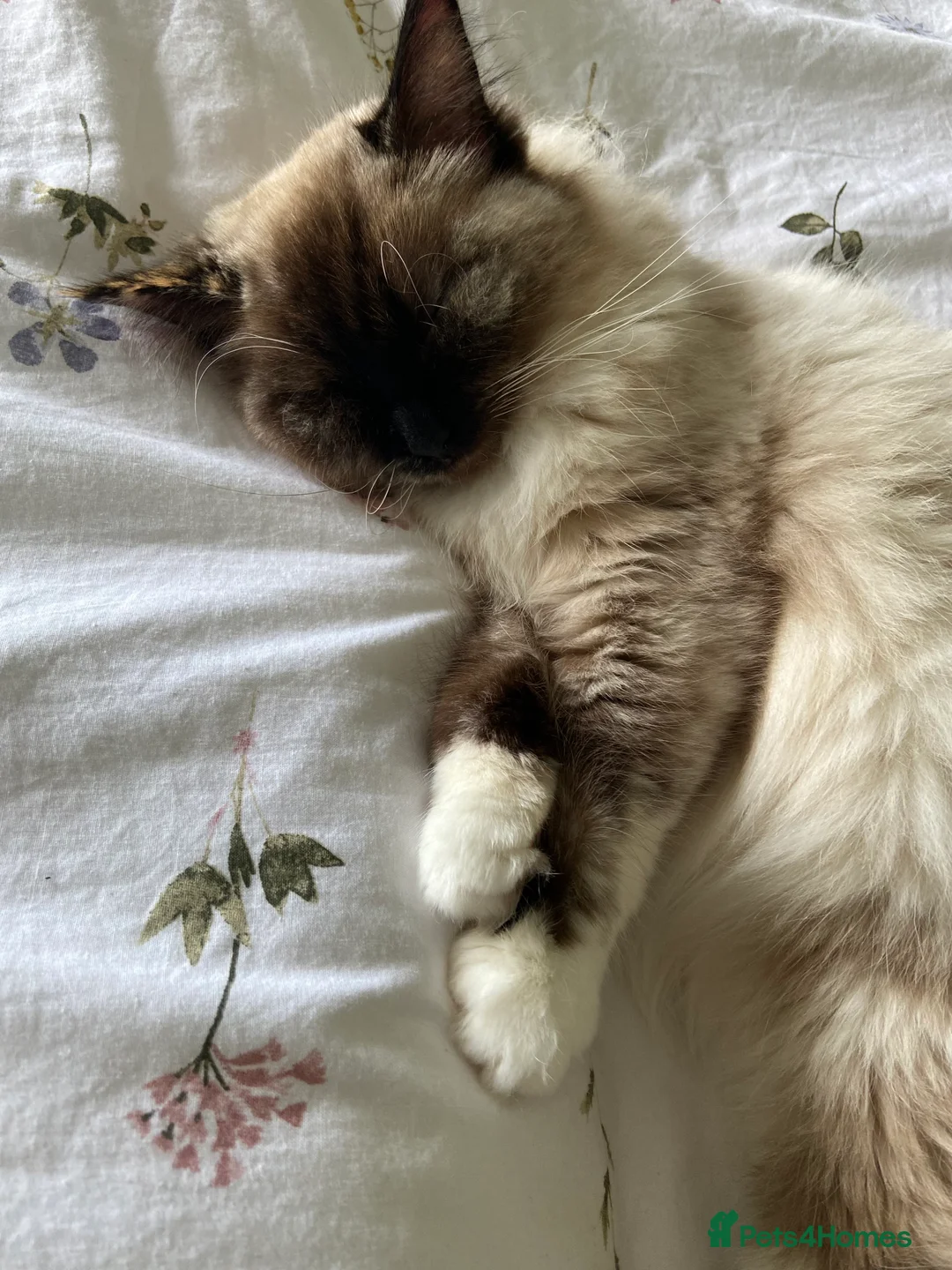 Ragdoll cats for sale: GCCF Registered Female Ragdoll Cat - Advert 1