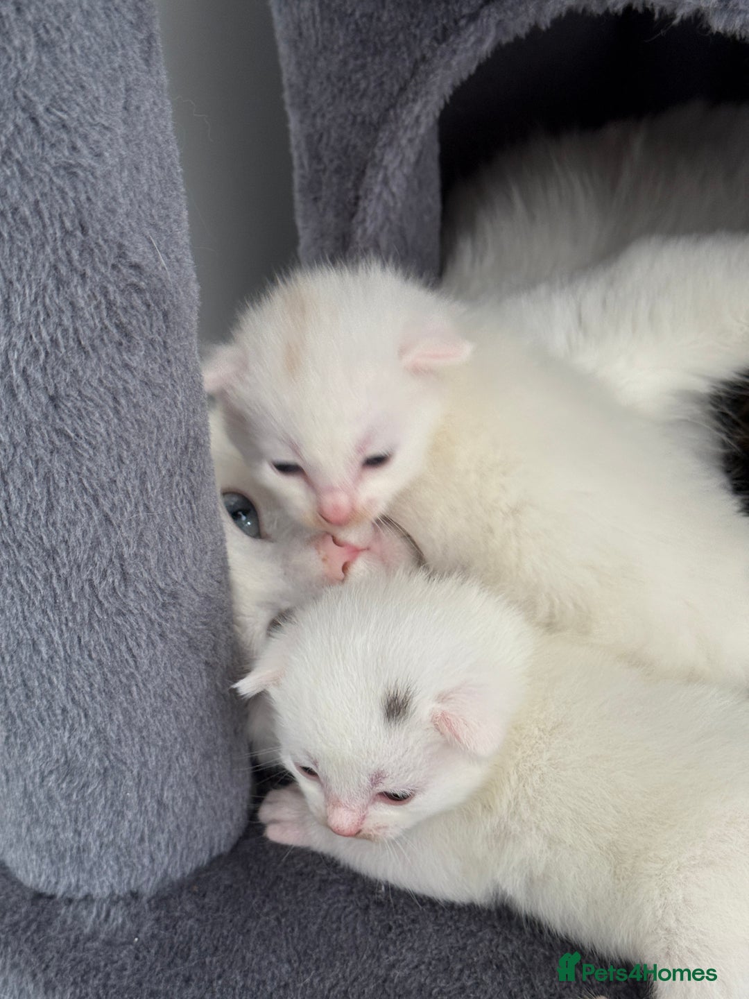Turkish Angora cats for sale: 4 Beautiful Turkish Angora Mix Kittens - Image 3