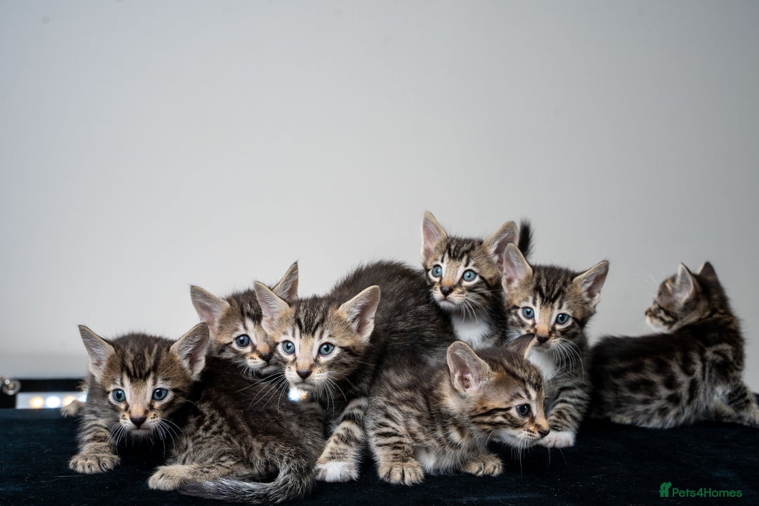 Bengal cats for sale: Gorgeous kittens, Wild-Patterned, Stunning Looks - Image 22
