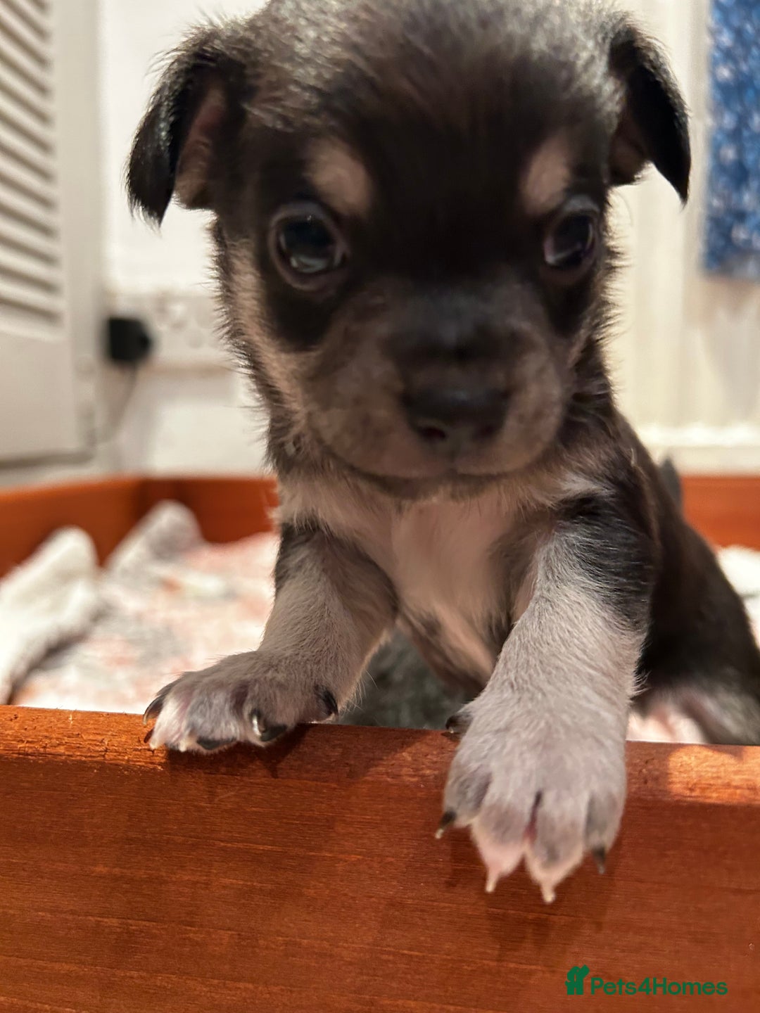 Chiweenie dogs for sale: gorgeous chihuahuas/chiweenie cross pups  - Advert 1