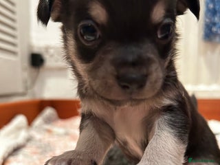 Chiweenie dogs gorgeous chihuahuas/chiweenie cross pups - Advert 6