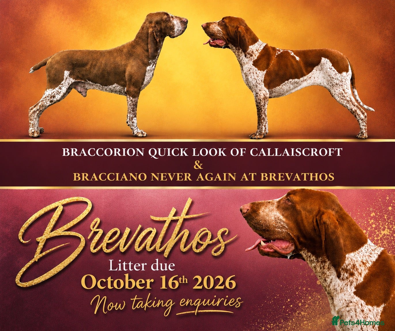 Bracco Italiano dogs Bracco Italiano puppies - Advert 1